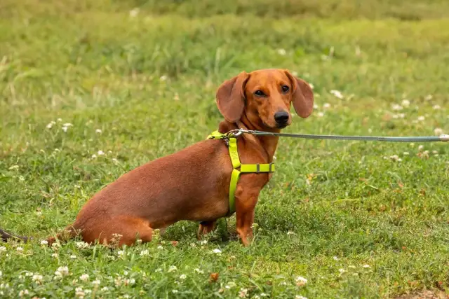 Obroża czy szelki dla szczeniaka – co wybrać dla bezpieczeństwa pupila?