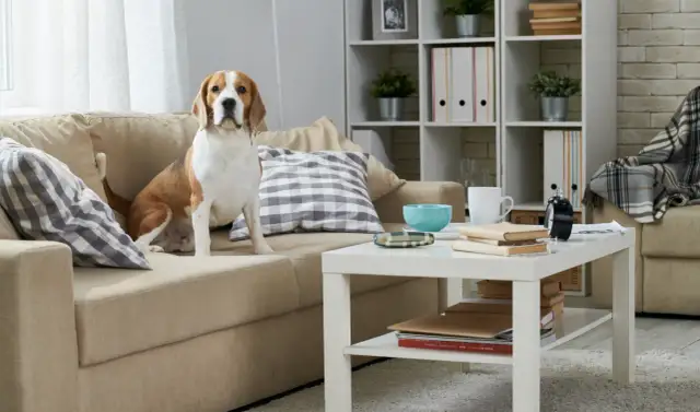 Bierne palenie a zdrowie domowych zwierząt. Dlaczego dym zostaje w mieszkaniu na długo