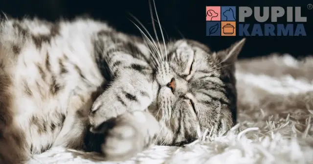 karma dla kota