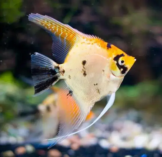 Jak szybko rosną skalary? Odkryj sekrety ich szybkiego wzrostu