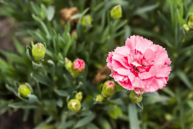 Jak sadzić goździki - proste kroki do pięknych kwiatów w ogrodzie