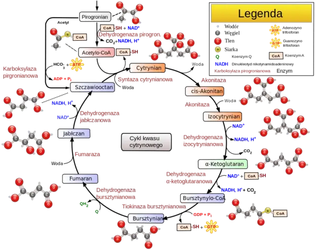 Co to jest metabolizm w biologii i dlaczego jest tak ważny?