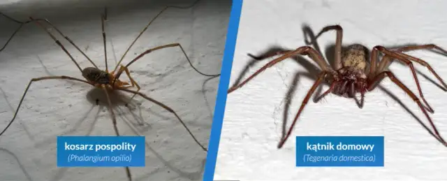 Skuteczne metody, jak odstraszyć pająki z okien i utrzymać czystość w domu