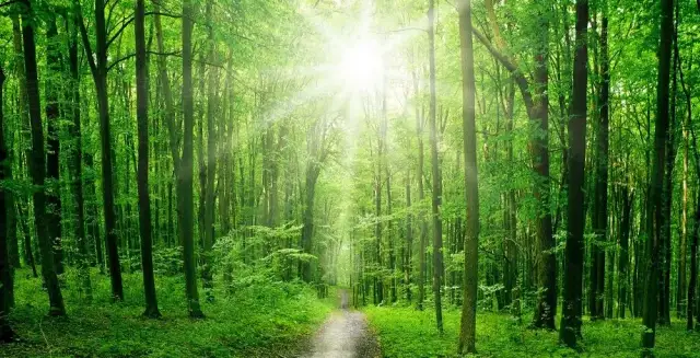 Co można zobaczyć w lesie? Odkryj niesamowite atrakcje przyrody