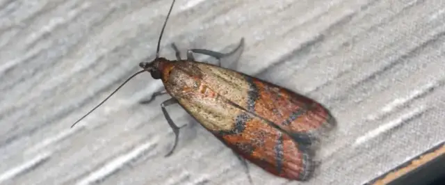 Skuteczne metody, jak zlikwidować mole w kuchni raz na zawsze