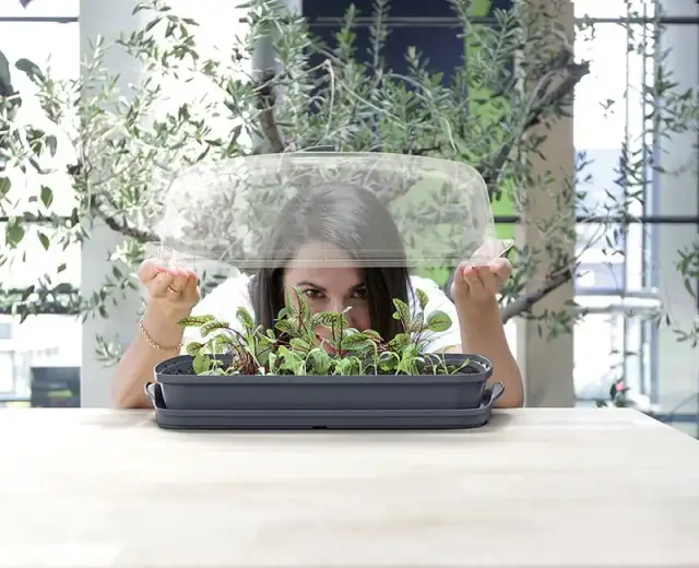 Jak uprawiać zioła w domu - proste metody i sprawdzone porady