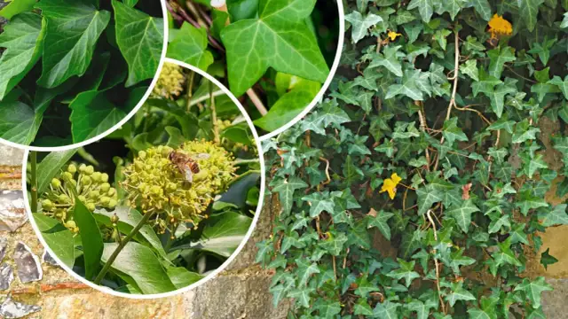 Bluszcz ogrodowy kiedy sadzić? Najlepsze terminy i porady dla ogrodników