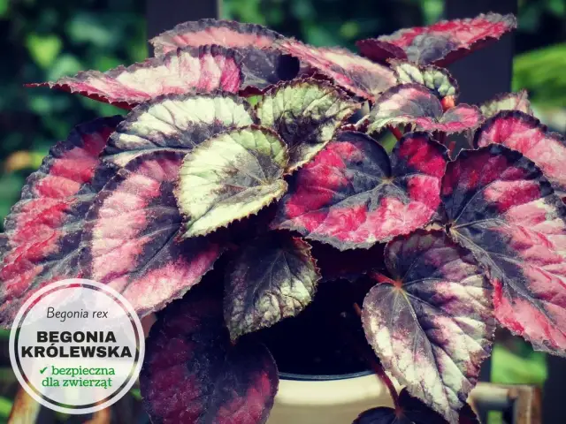 Czy begonia jest trująca dla kota - poznaj objawy zatrucia i skutki spożycia