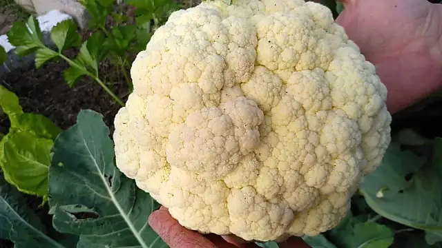 Cuándo se planta la coliflor para obtener la mejor cosecha posible