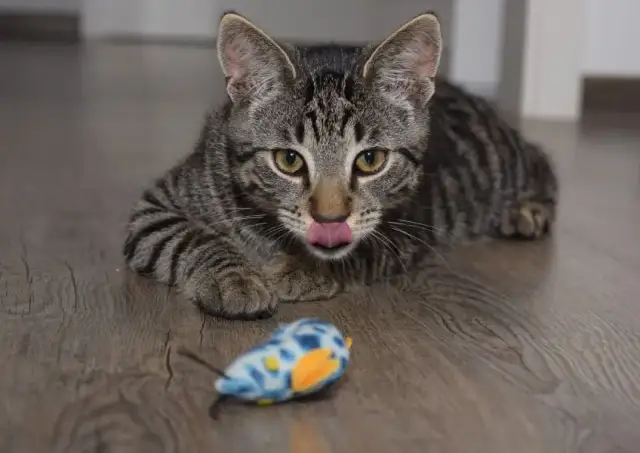 Czy koty mogą jeść myszy? Fakty i zagrożenia dla właścicieli