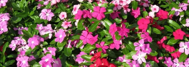 Najpiękniejsze kwiaty kwitnące całe lato: 7 niezawodnych roślin