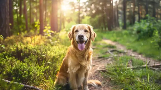 Dolny Śląsk z psem: Zobacz gdzie możesz udać się z czworonogiem