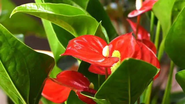 Jakie nawozy są najlepsze dla anturium? Odkryj sekrety pielęgnacji