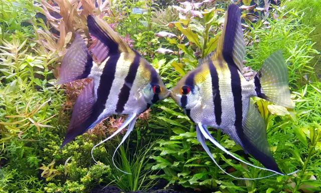 Jak rozpoznać płeć skalara - uniknij błędów w identyfikacji ryb