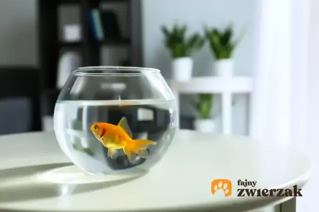 Jakie rybki do kuli? Odkryj najodpowiedniejsze gatunki dla zdrowia ryb