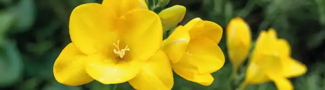 Kiedy sadzić frezje do doniczki, aby uniknąć błędów i cieszyć się kwitnieniem