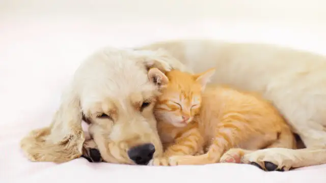 Ile kosztuje uśpienie psa u weterynarza? Poznaj ukryte koszty i emocje