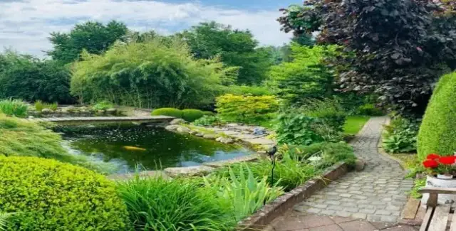 Wie alt können Koi Karpfen werden? So leben sie länger und gesünder