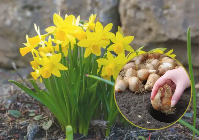 Jak sadzić żonkile w ogrodzie: 7 sprawdzonych zasad pielęgnacji roślin