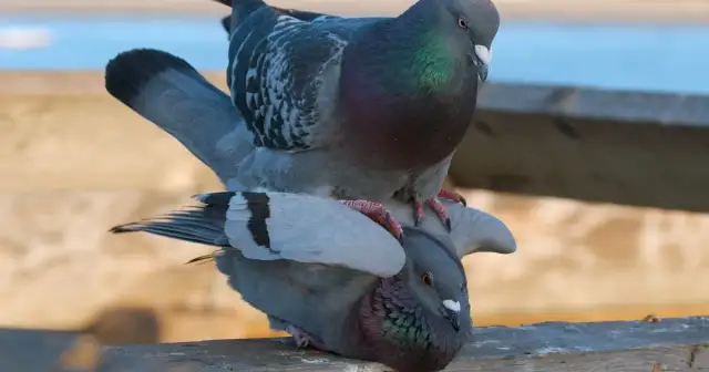 Jak rozmnażają się gołębie? Poznaj fascynujący proces i wyzwania