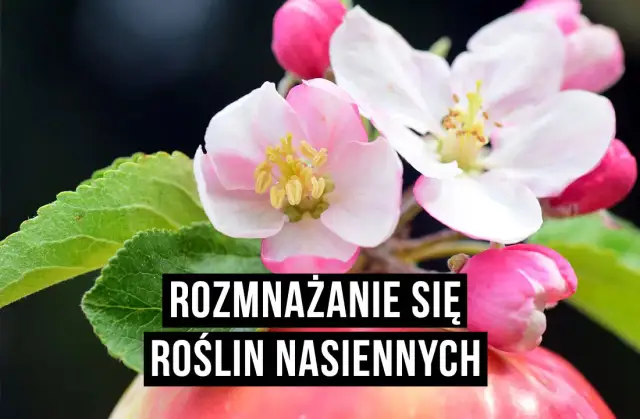 Jak rozmnażają się rośliny okrytonasienne - sekrety ich cyklu życia