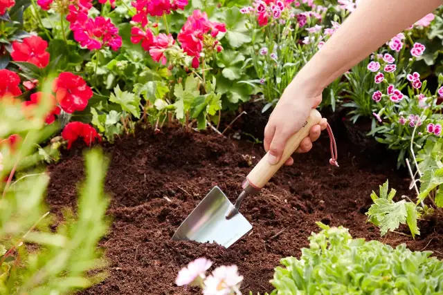 Co posadzić do donicy przed domem, aby cieszyć się pięknem i łatwością pielęgnacji