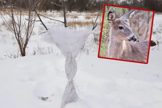 Skuteczne sposoby na odstraszenie saren z ogrodu - 5 sprawdzonych metod