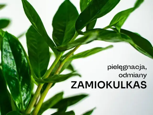 Czy zamiokulkas może stać w sypialni? Oto co musisz wiedzieć