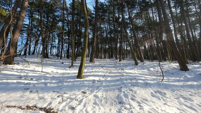 Spacer po lesie wiersz - odkryj piękno natury i emocje w poezji