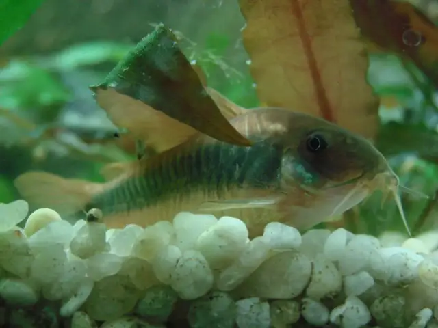 Ile rybek w akwarium 54l? Sprawdź, jak uniknąć błędów w obsadzie