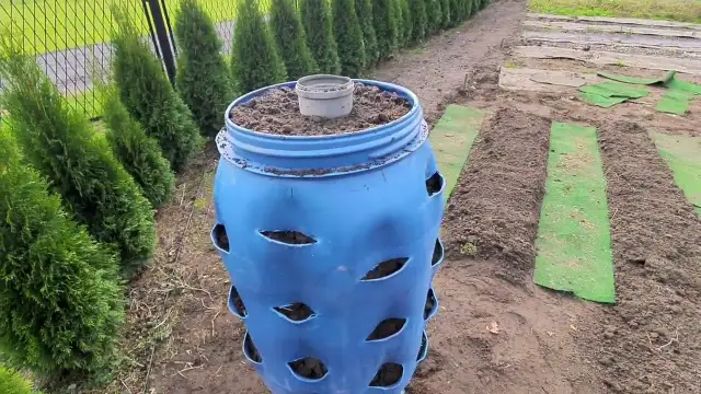 Jak sadzić truskawki w beczce, aby uniknąć najczęstszych błędów