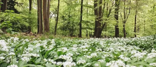 Jak wygląda czosnek niedźwiedzi w lesie? Cechy, które musisz znać