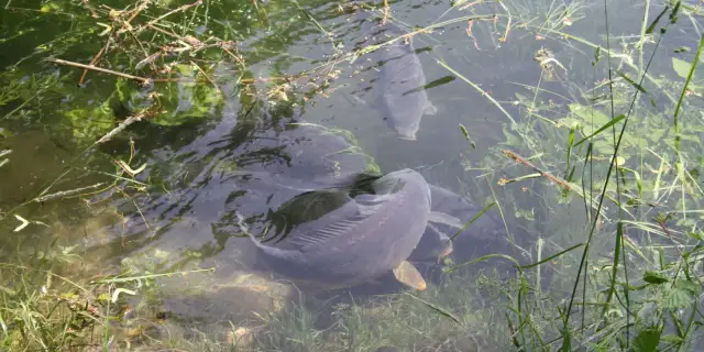 Wann leicht der Karpfen: Die besten Zeiten für erfolgreichen Fang