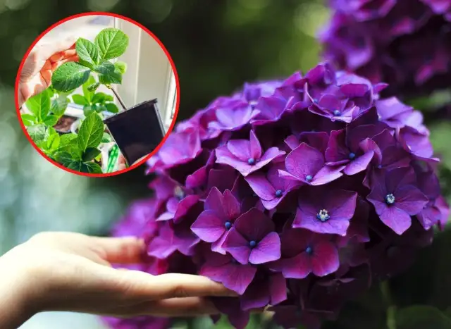 Jak szczepić hortensje ogrodowe i uniknąć najczęstszych błędów