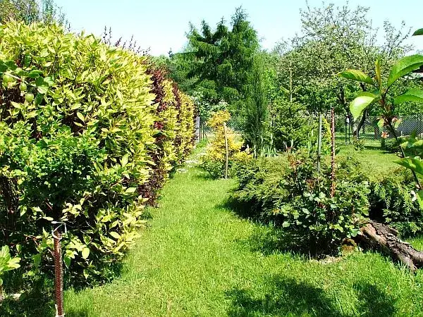 Jakie rośliny przy ogrodzeniu, które zapewnią prywatność i urok?