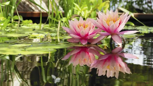 Jak sadzić lilie wodne w oczku, aby uniknąć najczęstszych błędów