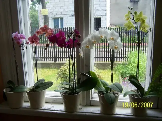 Najlepsze okna dla storczyków - unikaj błędów w ich pielęgnacji