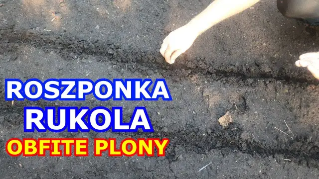 Jak siać rukolę: proste kroki do udanej uprawy w ogrodzie