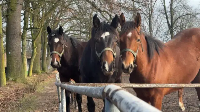 Stadnina w Janowie: Historia, hodowla koni i słynne aukcje