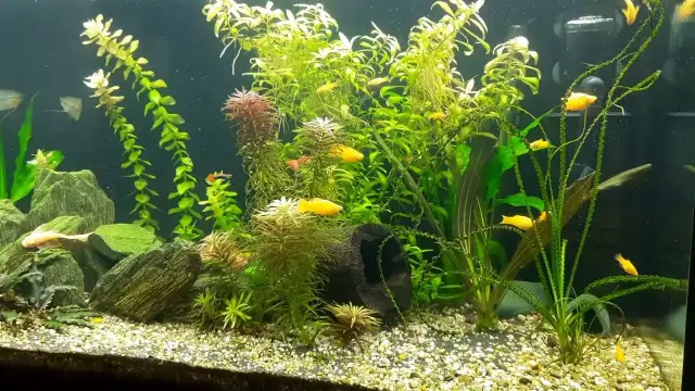 Jakie ledy do akwarium - wybierz najlepsze oświetlenie dla ryb i roślin