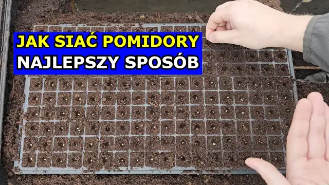 Kiedy siać pomidory, aby uniknąć błędów i cieszyć się plonami