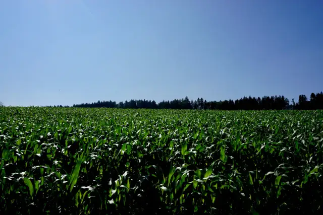 Jak skutecznie wykorzystać bacara trio w ochronie roślin?