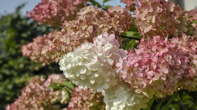 Jak przesadzać hortensje ogrodowe, aby uniknąć błędów i zapewnić wzrost