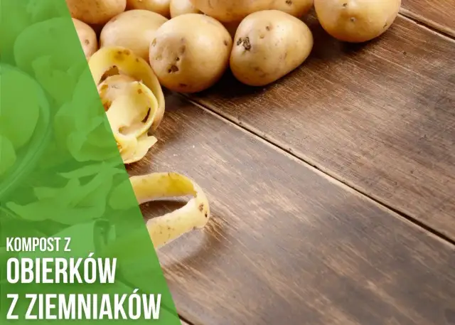 Czy obierki z ziemniaków nadają się na kompost? Bezpieczne metody i zasady.