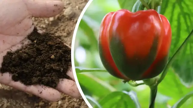 Jakie nawozy pod paprykę zapewnią zdrowy wzrost i obfite plony