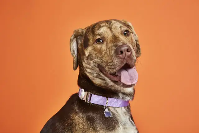 Was kostet Bravecto für Hunde beim Tierarzt? Preise und Tipps für Sparfüchse