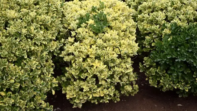 Trzmielina na żywopłot - co ile sadzić, aby uniknąć błędów