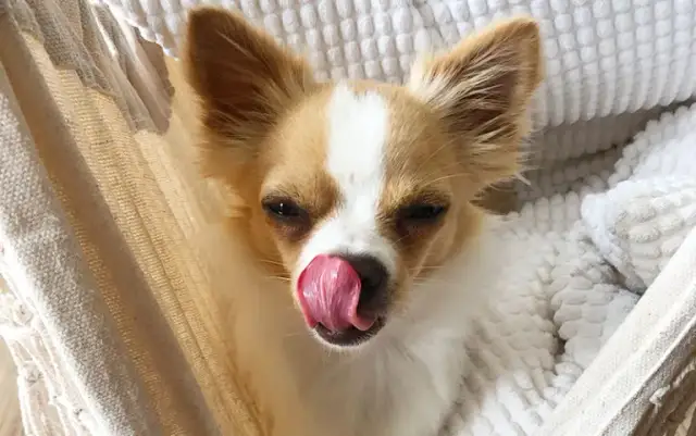 Jaki pies do mieszkania? Oto rasy idealne dla małych przestrzeni