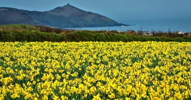 Żonkile wiersz: odkryj emocje i znaczenie wiersza Wordswortha