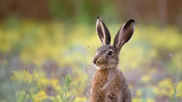 Skąd się wziął zając wielkanocny? Odkryj jego fascynującą historię